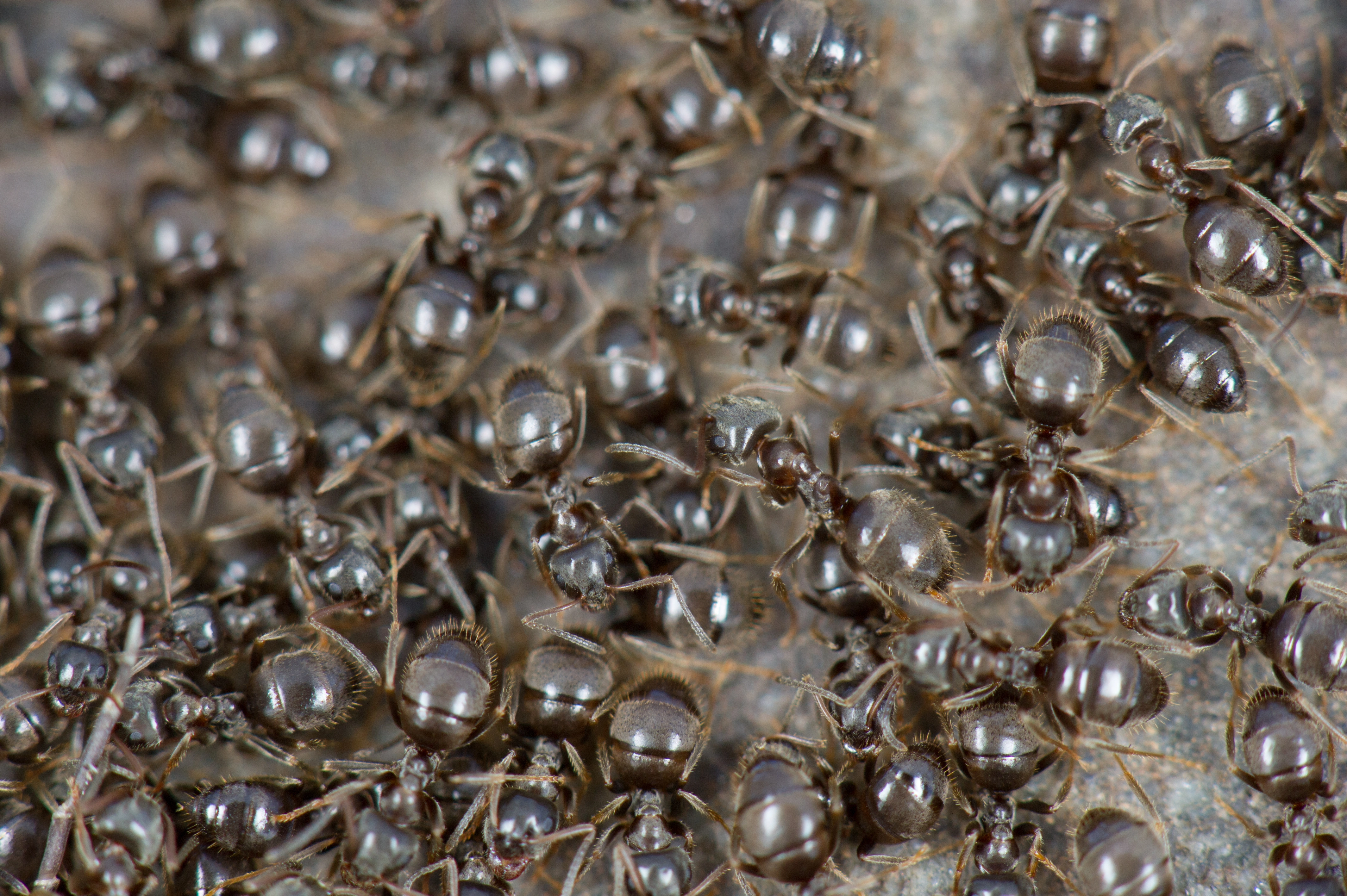 : Lasius platythorax.