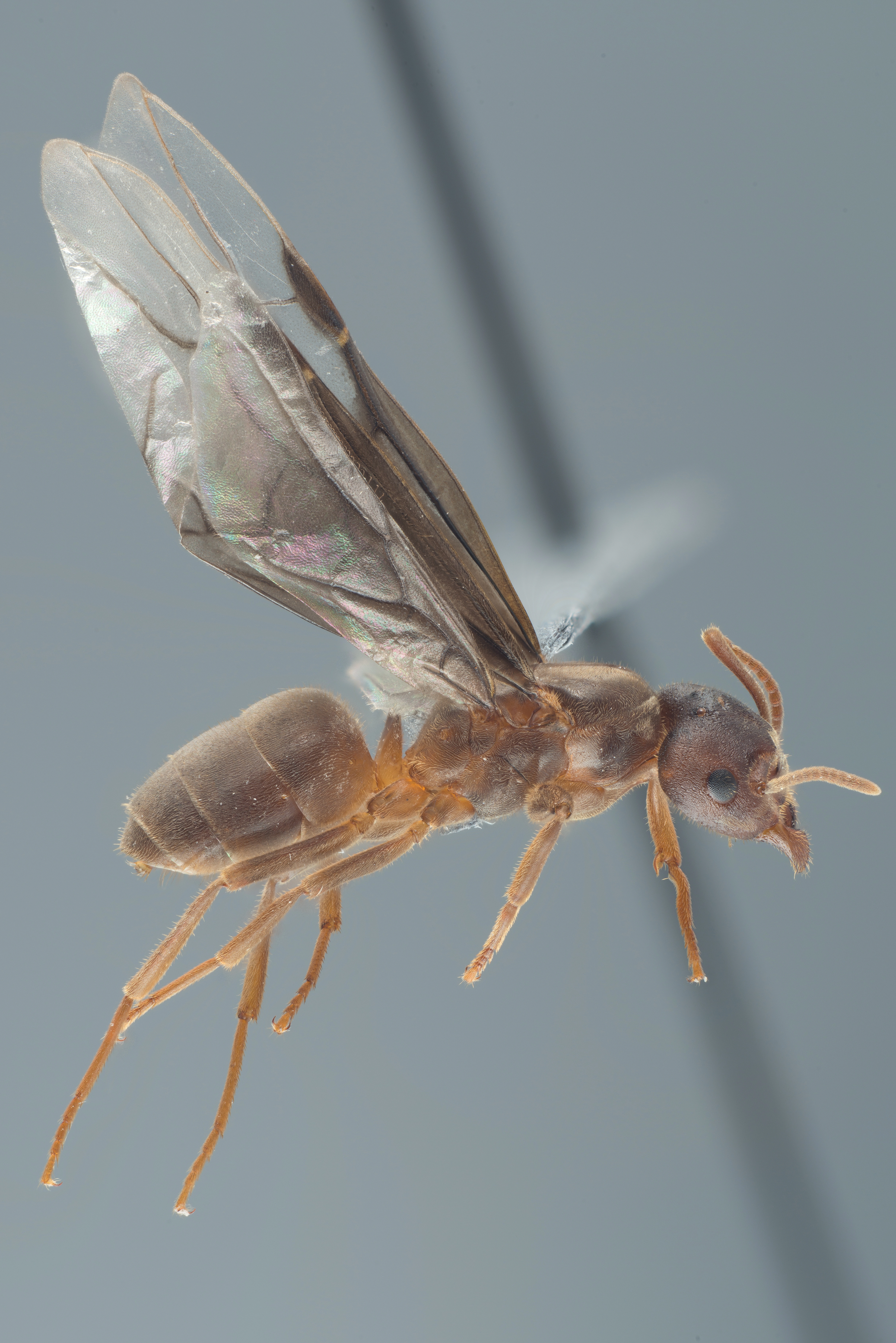 : Lasius (Chthonolasius) umbratus.