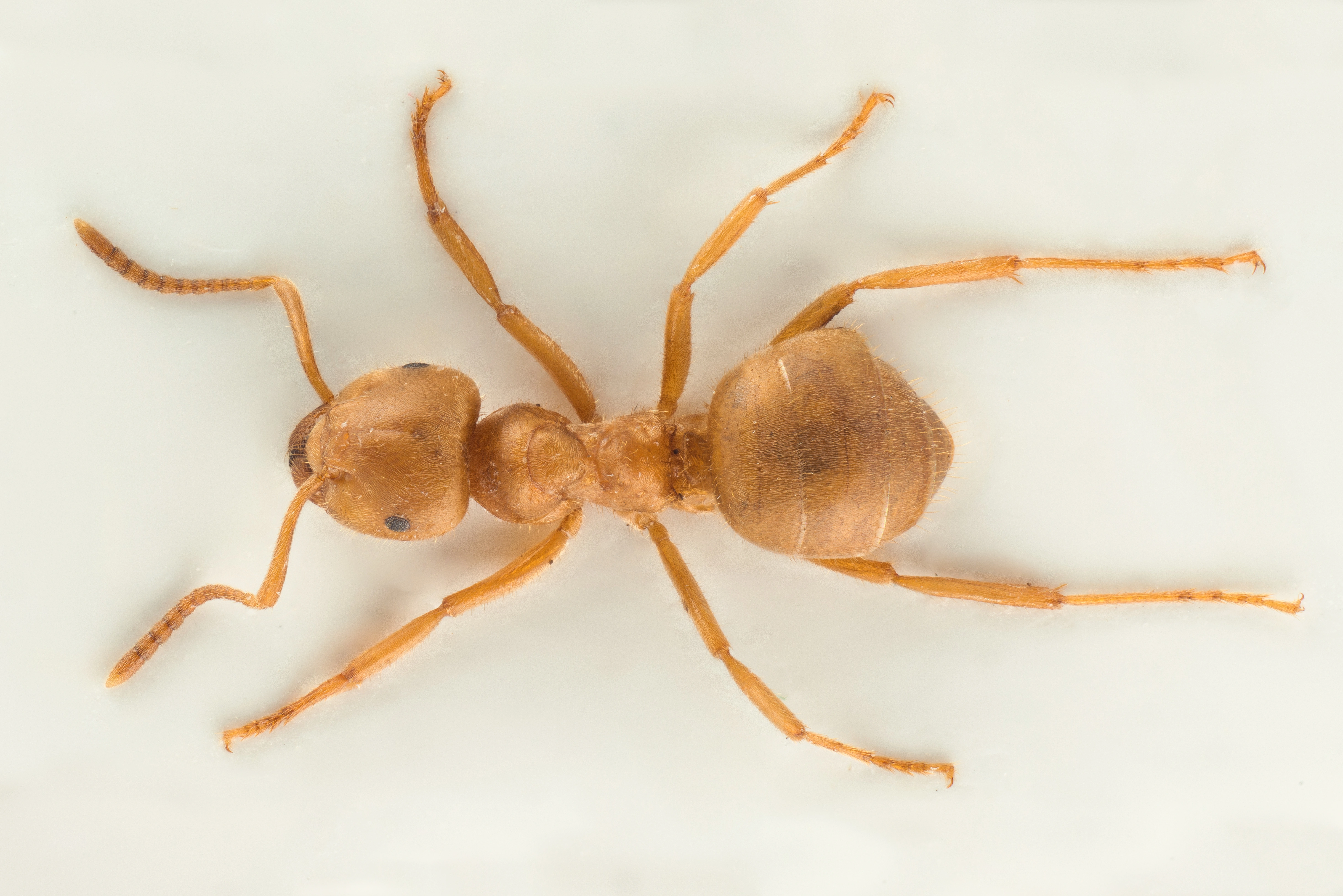 : Lasius umbratus.