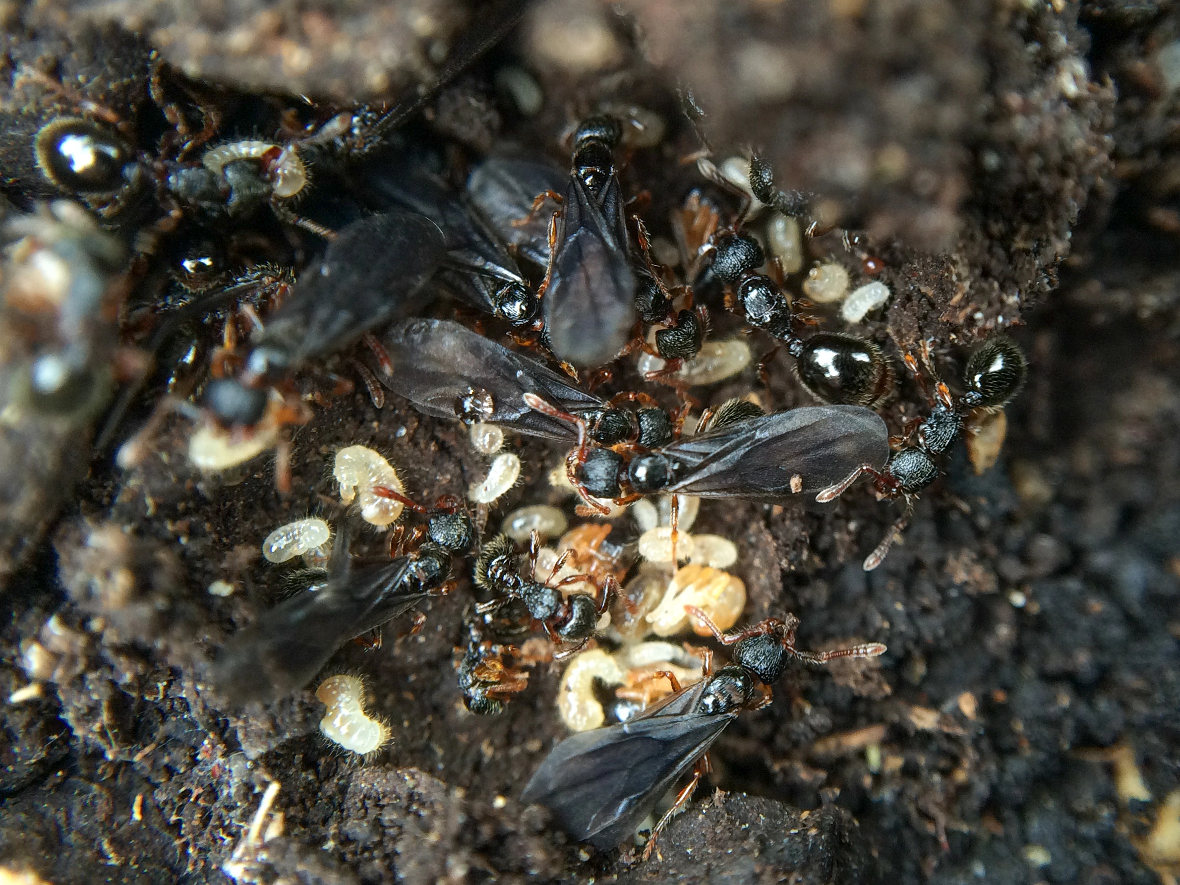 : Myrmecina graminicola.