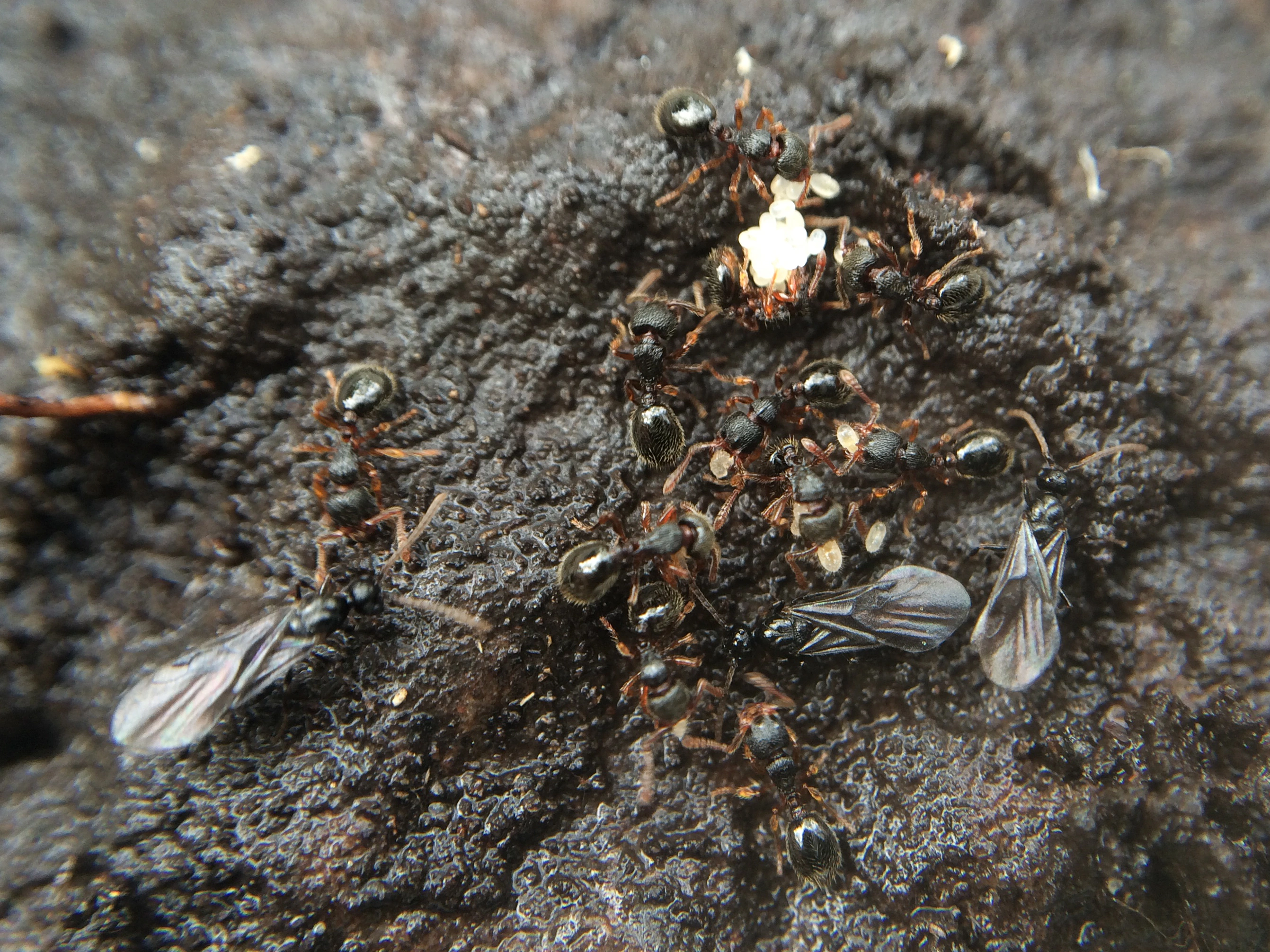 : Myrmecina graminicola.