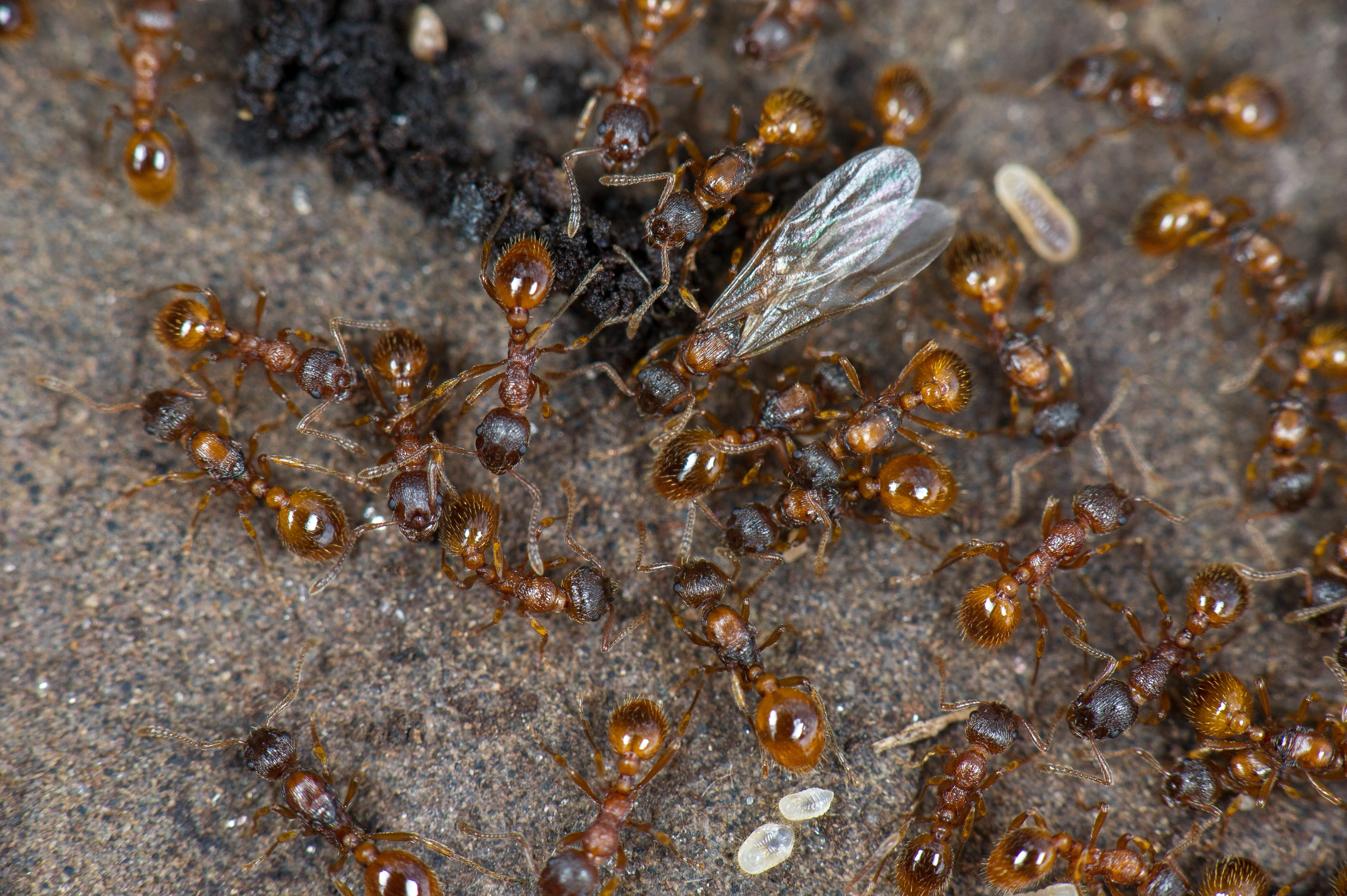 : Myrmica microrubra.