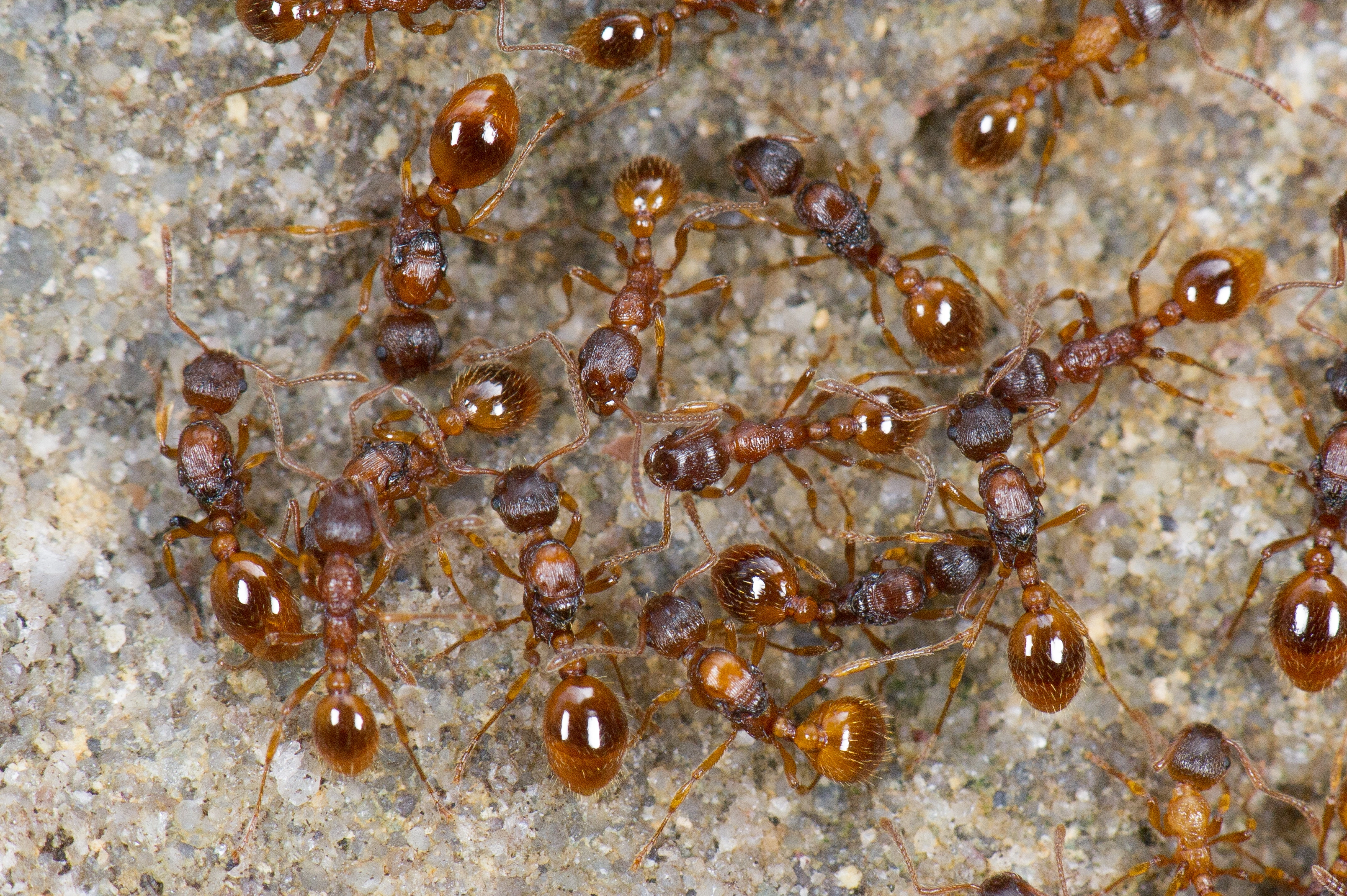 : Myrmica microrubra.