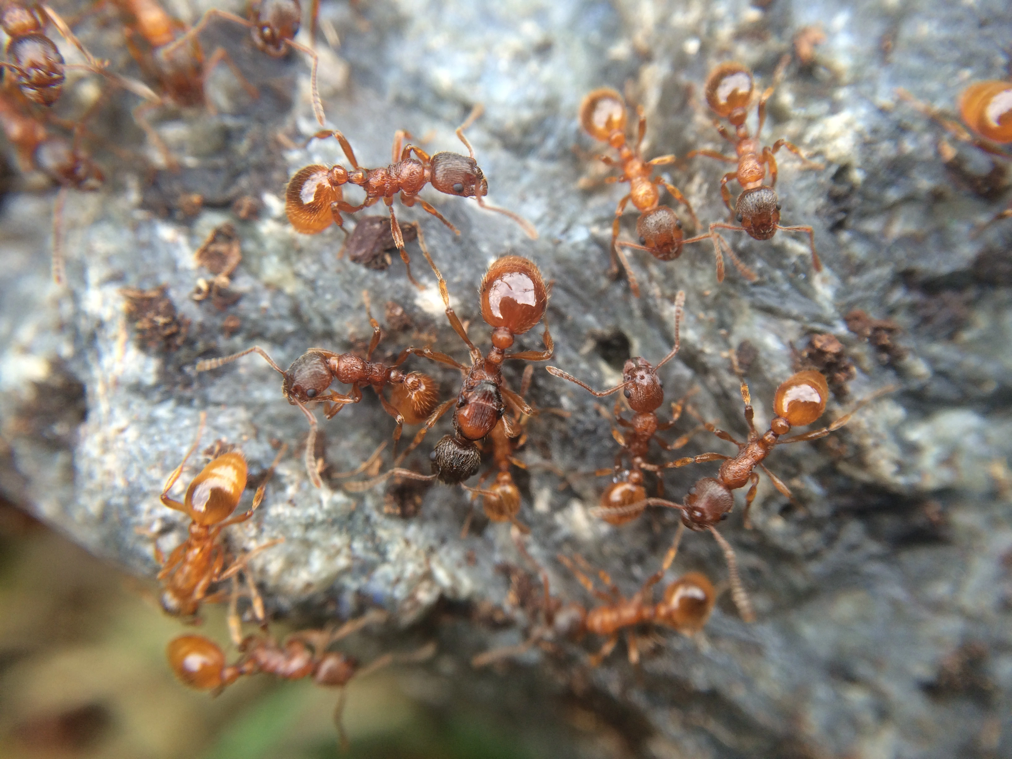 : Myrmica rubra.