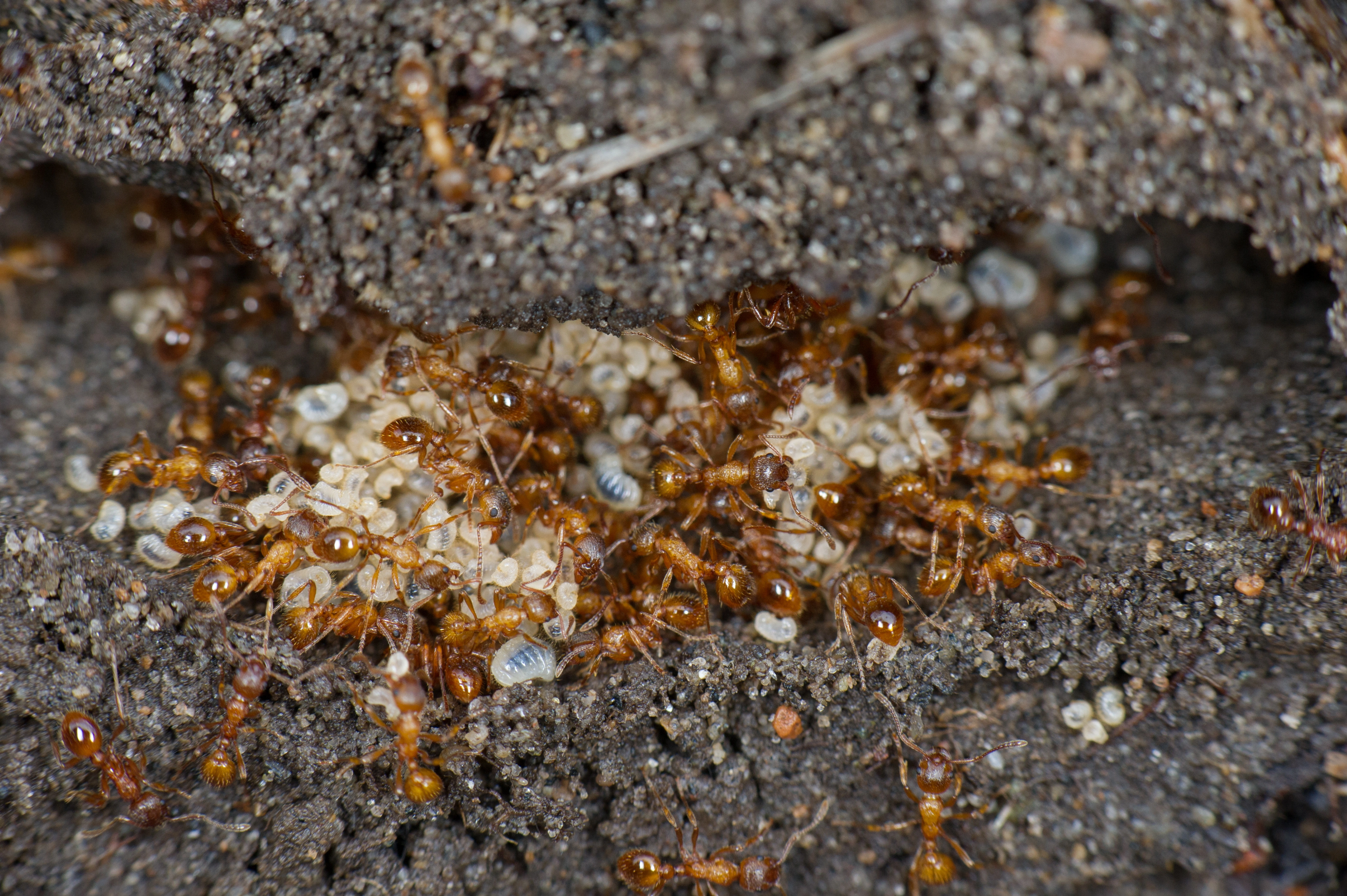 : Myrmica rubra.