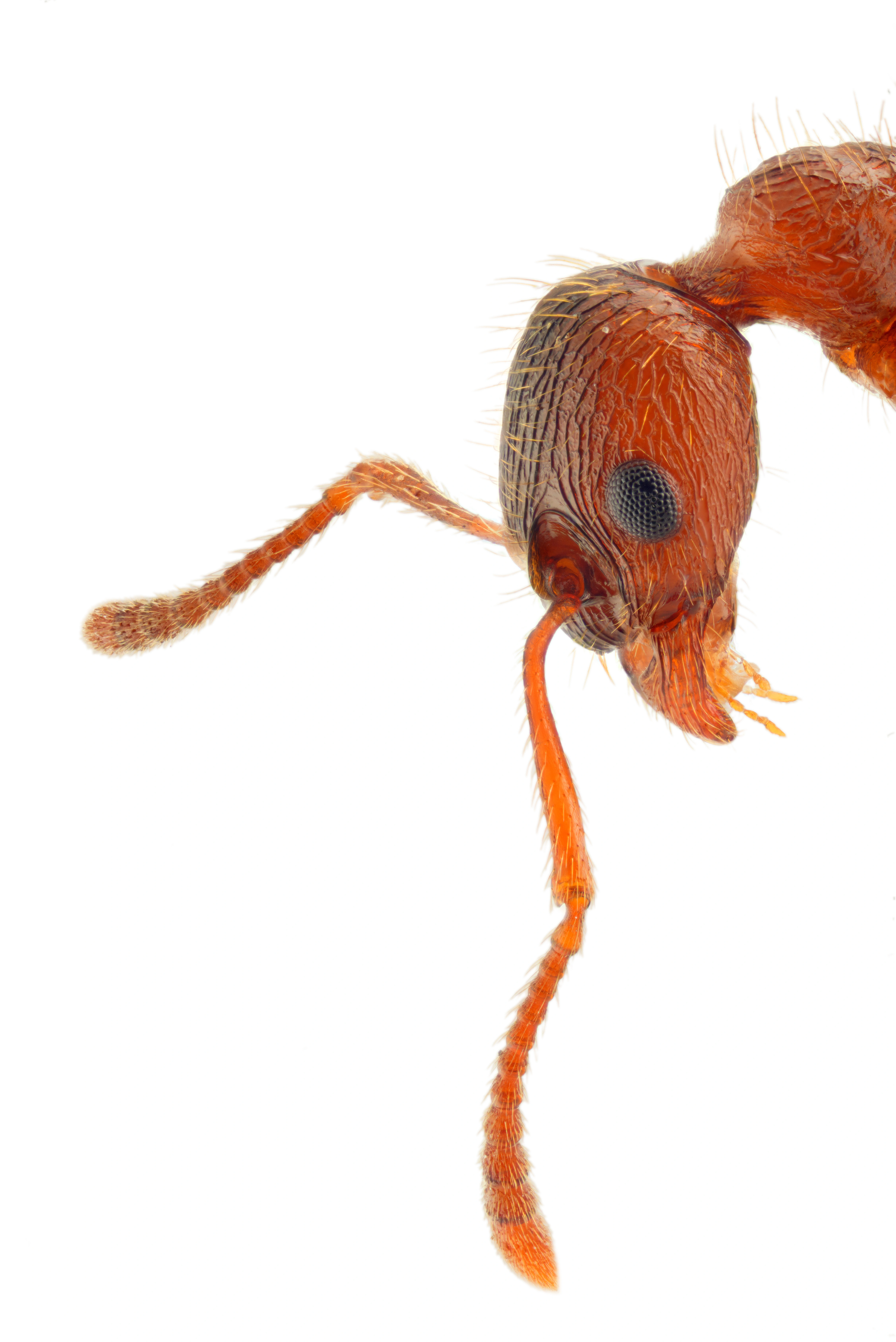 : Myrmica ruginodis.