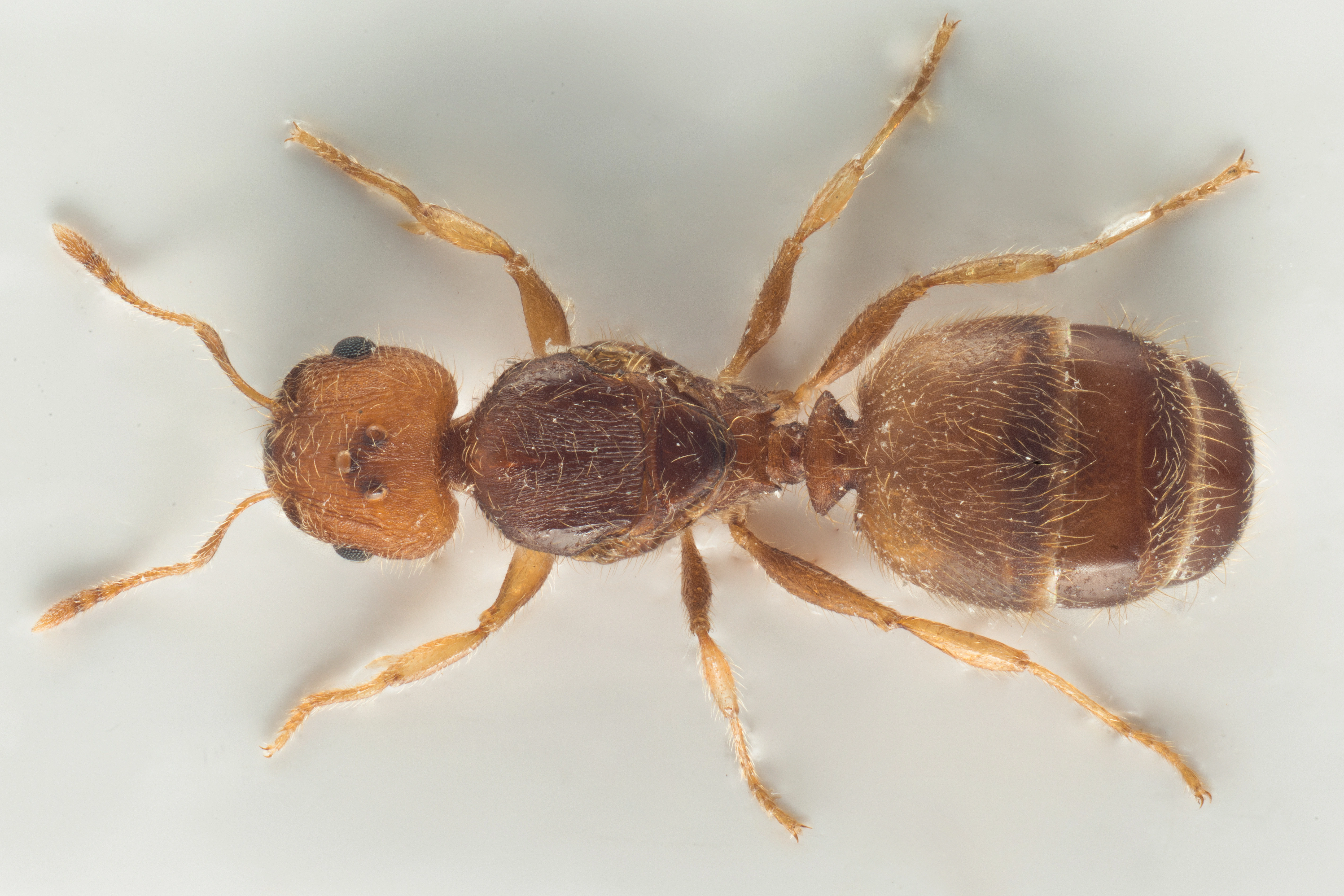 : Pheidole bilimeki.