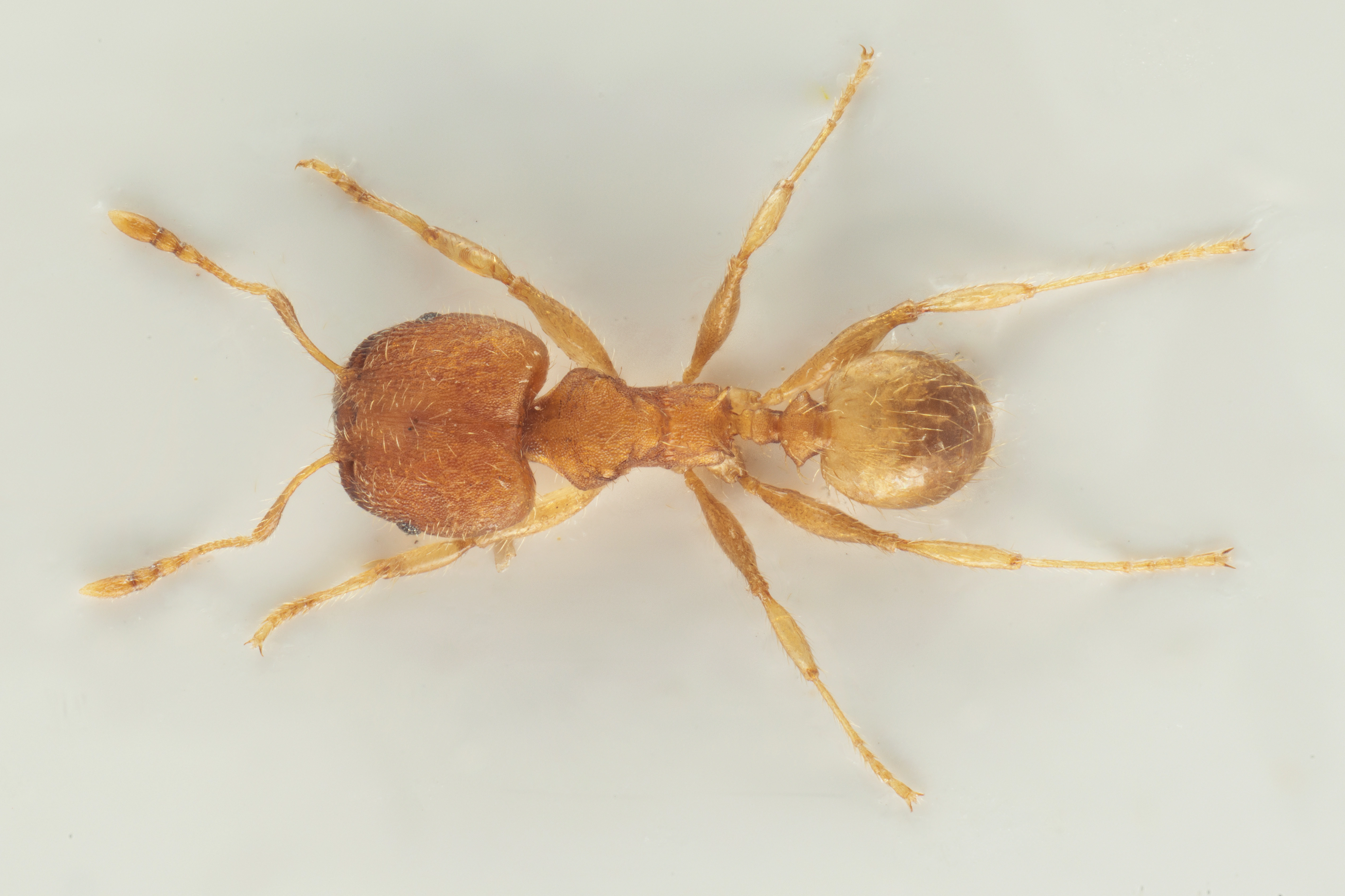 : Pheidole bilimeki.