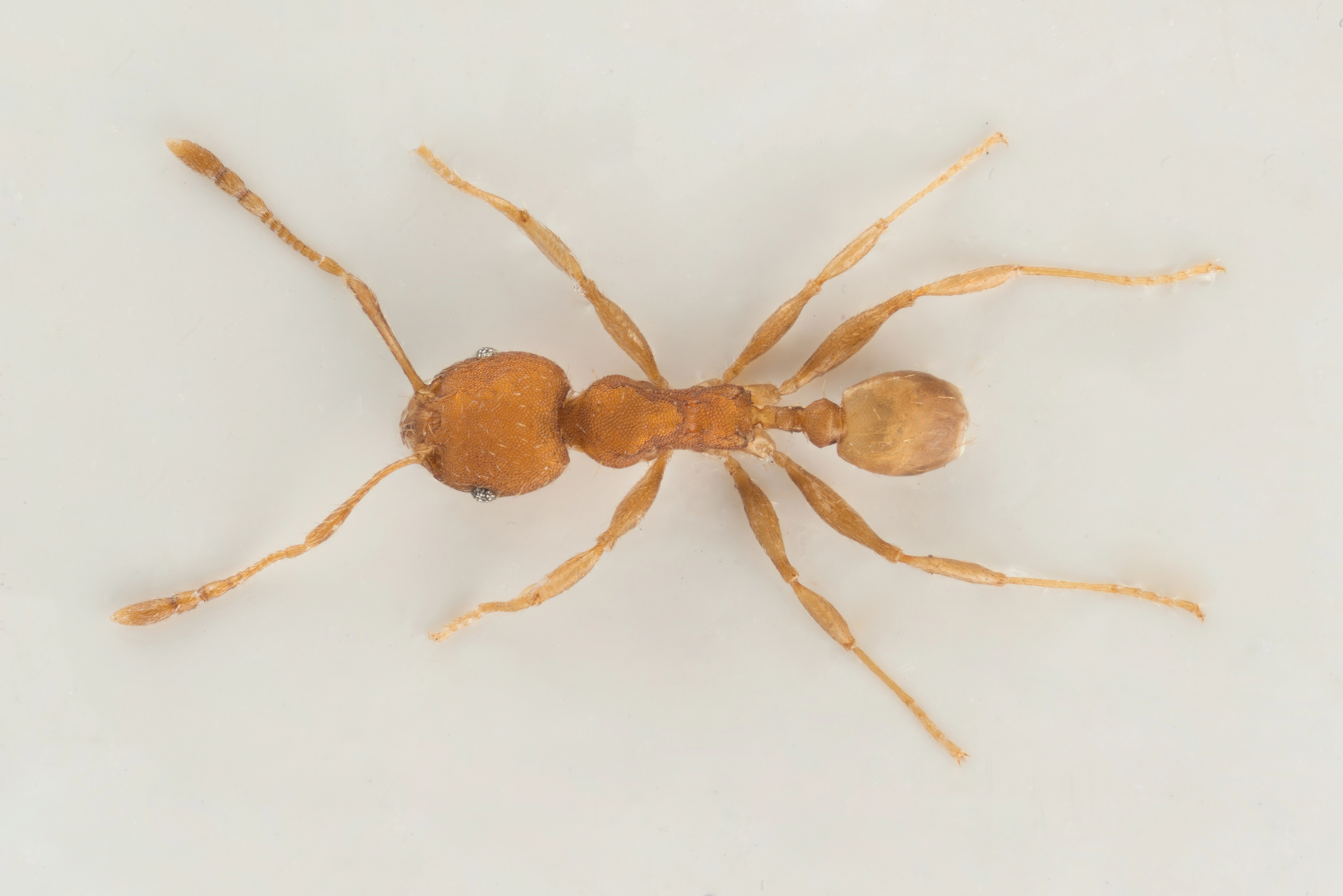 : Pheidole bilimeki.