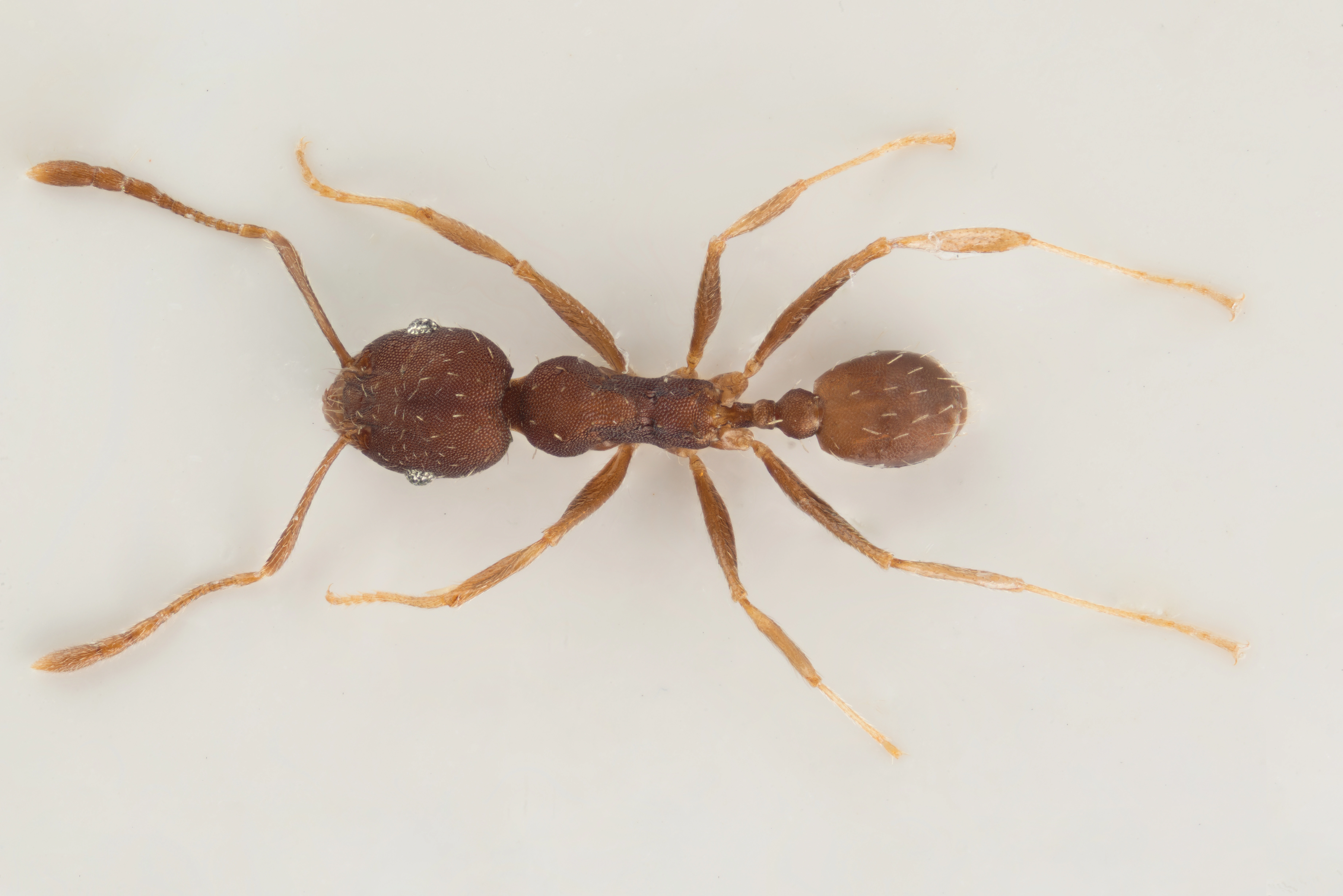 : Pheidole punctatissima.