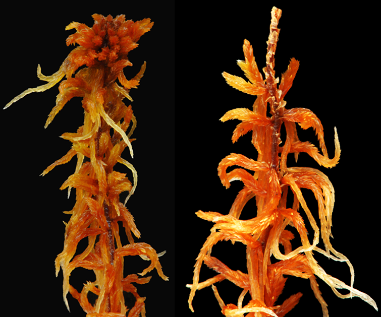 : Sphagnum (Acutifolia) beothuk.