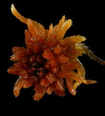 : Sphagnum (Acutifolia) beothuk.