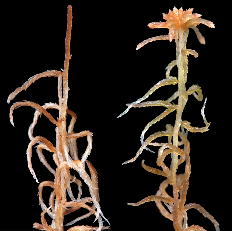 : Sphagnum (Acutifolia) venustum.