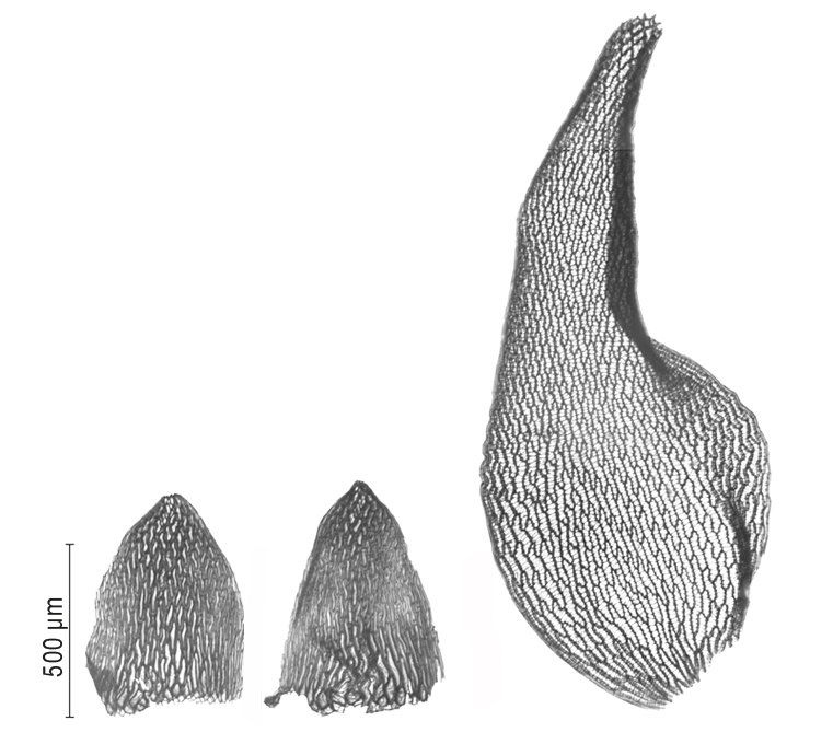: Sphagnum (Rigida) strictum.