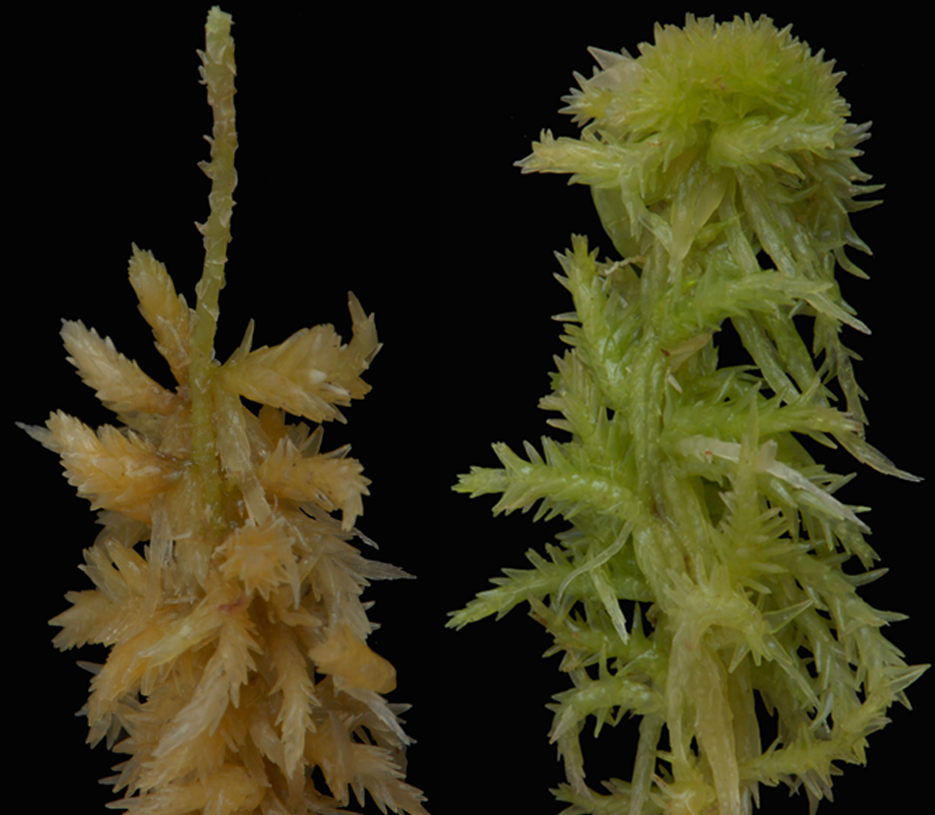 : Sphagnum (Rigida) strictum.