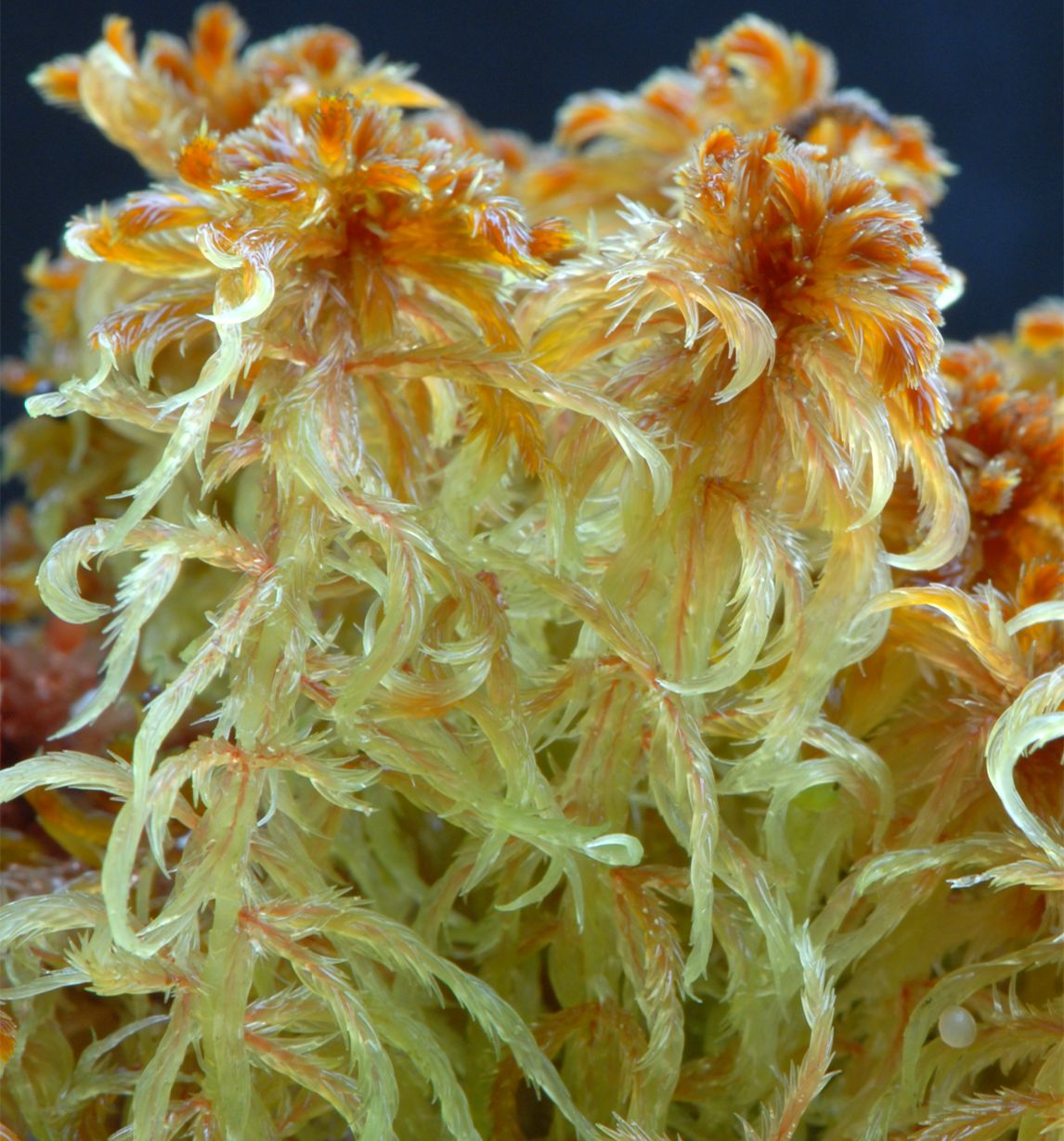 : Sphagnum (Cuspidata) cuspidatum.