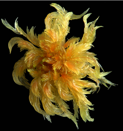 : Sphagnum (Cuspidata) cuspidatum.