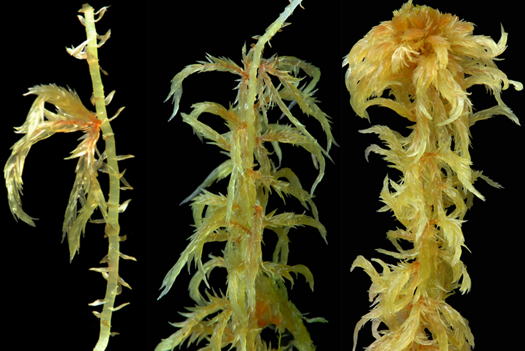 : Sphagnum (Cuspidata) cuspidatum.