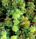 : Sphagnum cuspidatum viride.