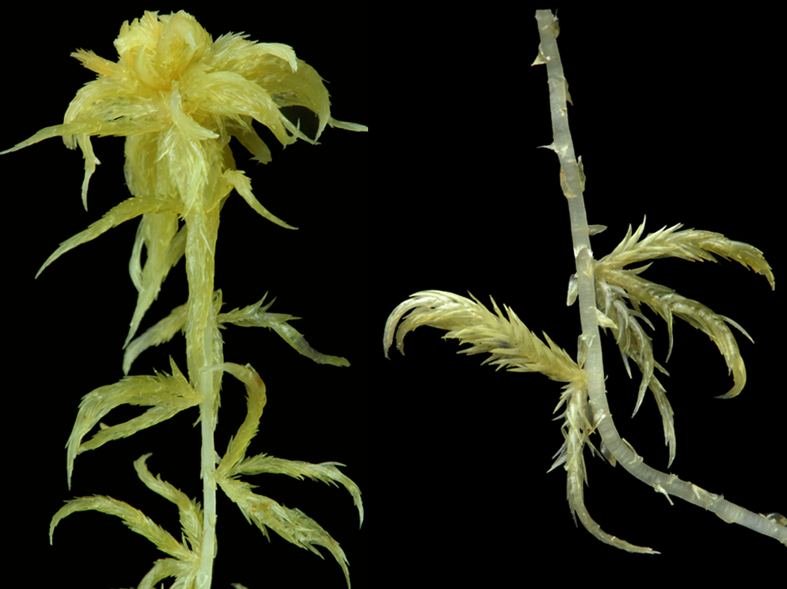 : Sphagnum (Cuspidata) cuspidatum viride.