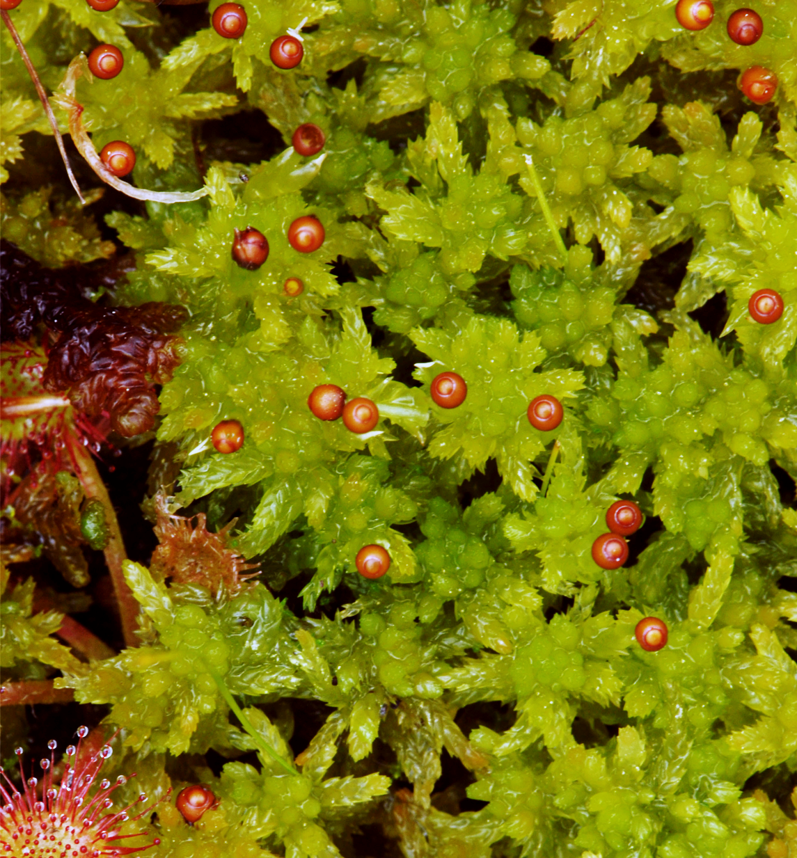 : Sphagnum (Cuspidata) tenellum.