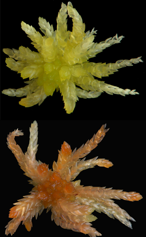 : Sphagnum tenellum.