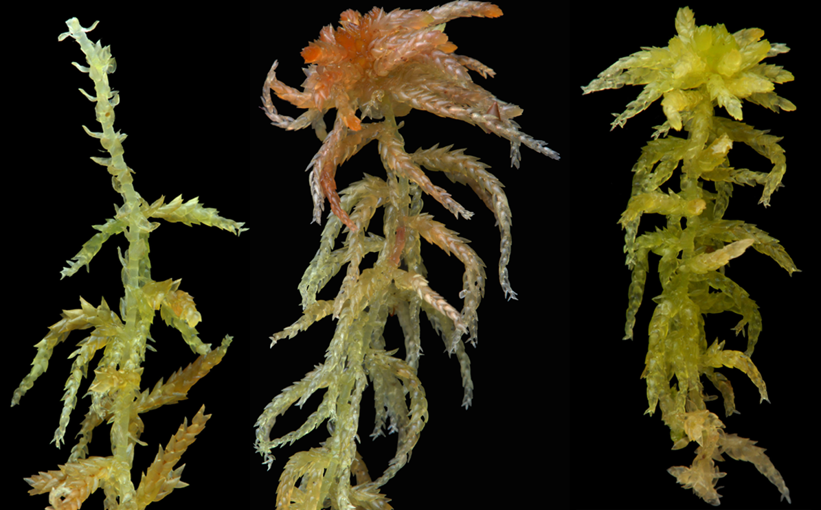 : Sphagnum (Cuspidata) tenellum.