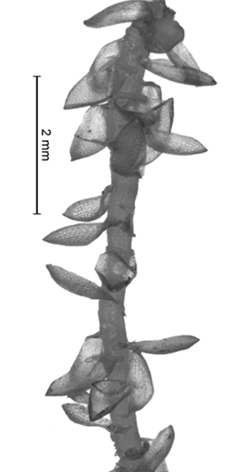 : Sphagnum (Cuspidata) tenellum.