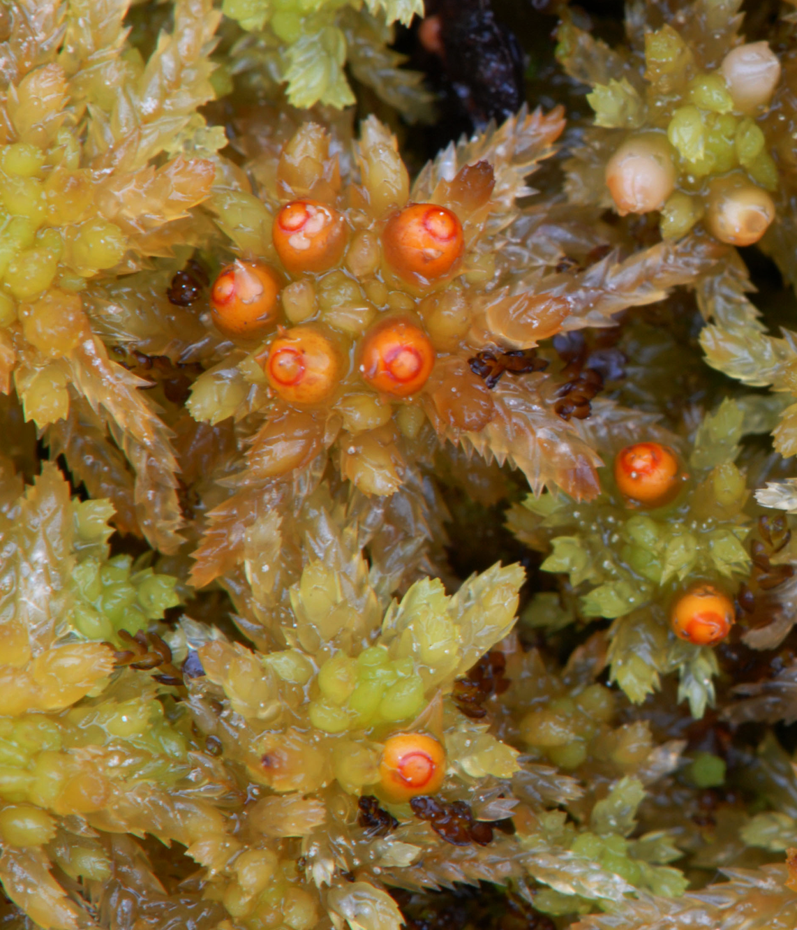 : Sphagnum (Cuspidata) tenellum.