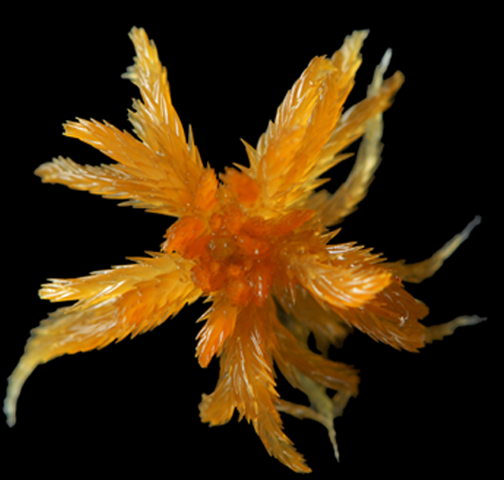 : Sphagnum (Cuspidata) annulatum.