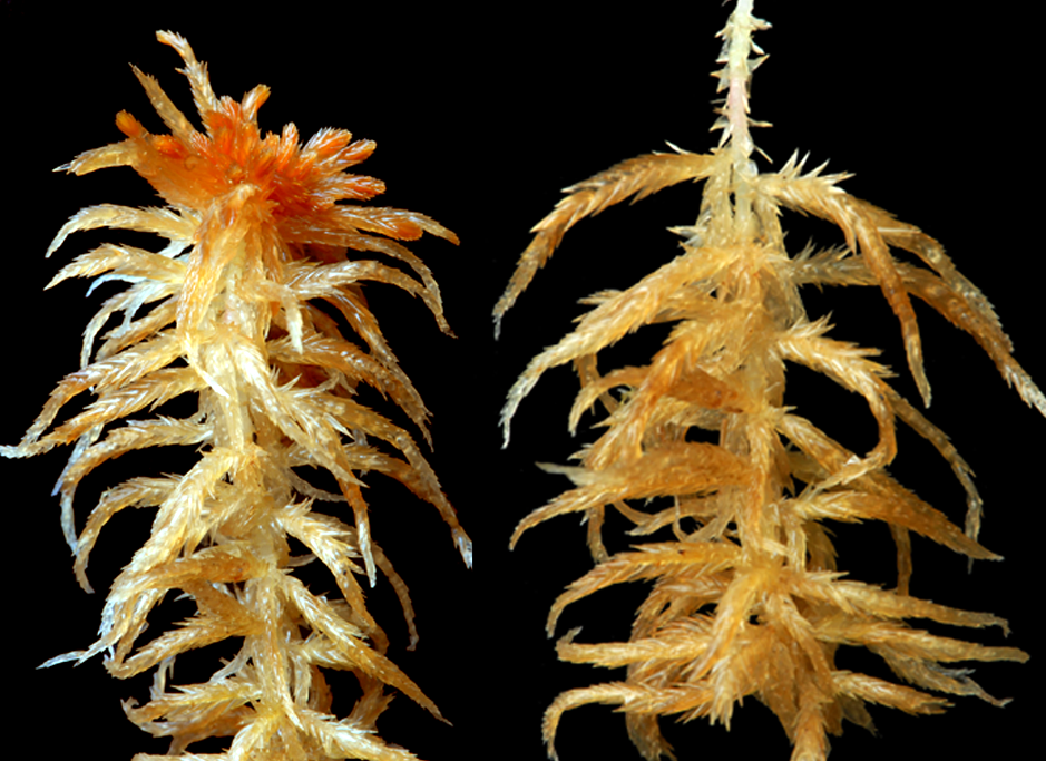 : Sphagnum annulatum.