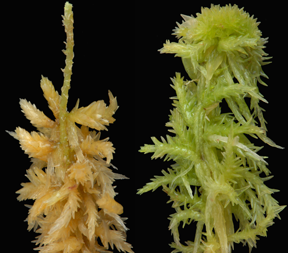 : Sphagnum (Rigida) strictum.