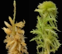 : Sphagnum strictum.