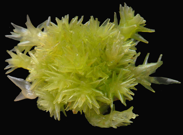 : Sphagnum strictum.