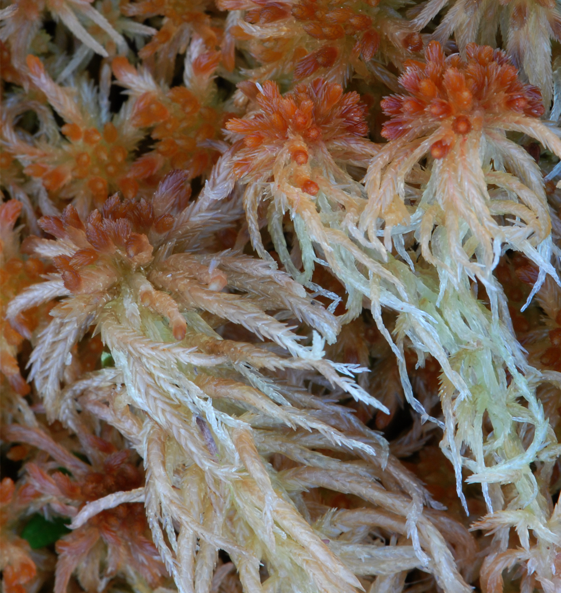 : Sphagnum (Cuspidata) troendelagicum.