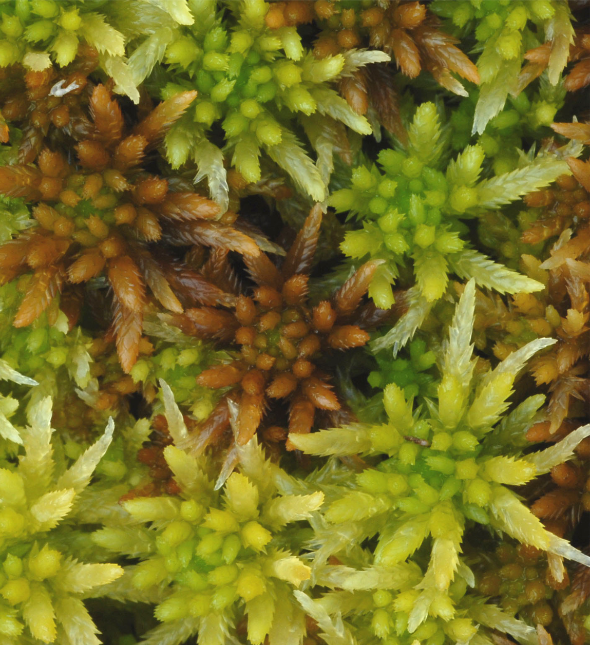 : Sphagnum pulchrum.