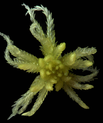 : Sphagnum (Cuspidata) pulchrum.