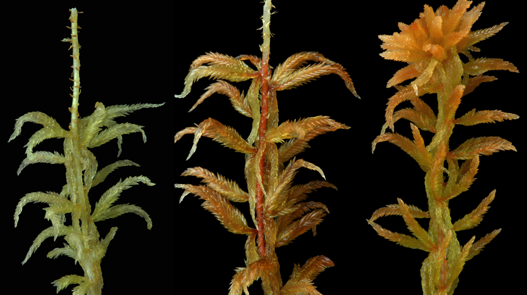 : Sphagnum (Cuspidata) pulchrum.