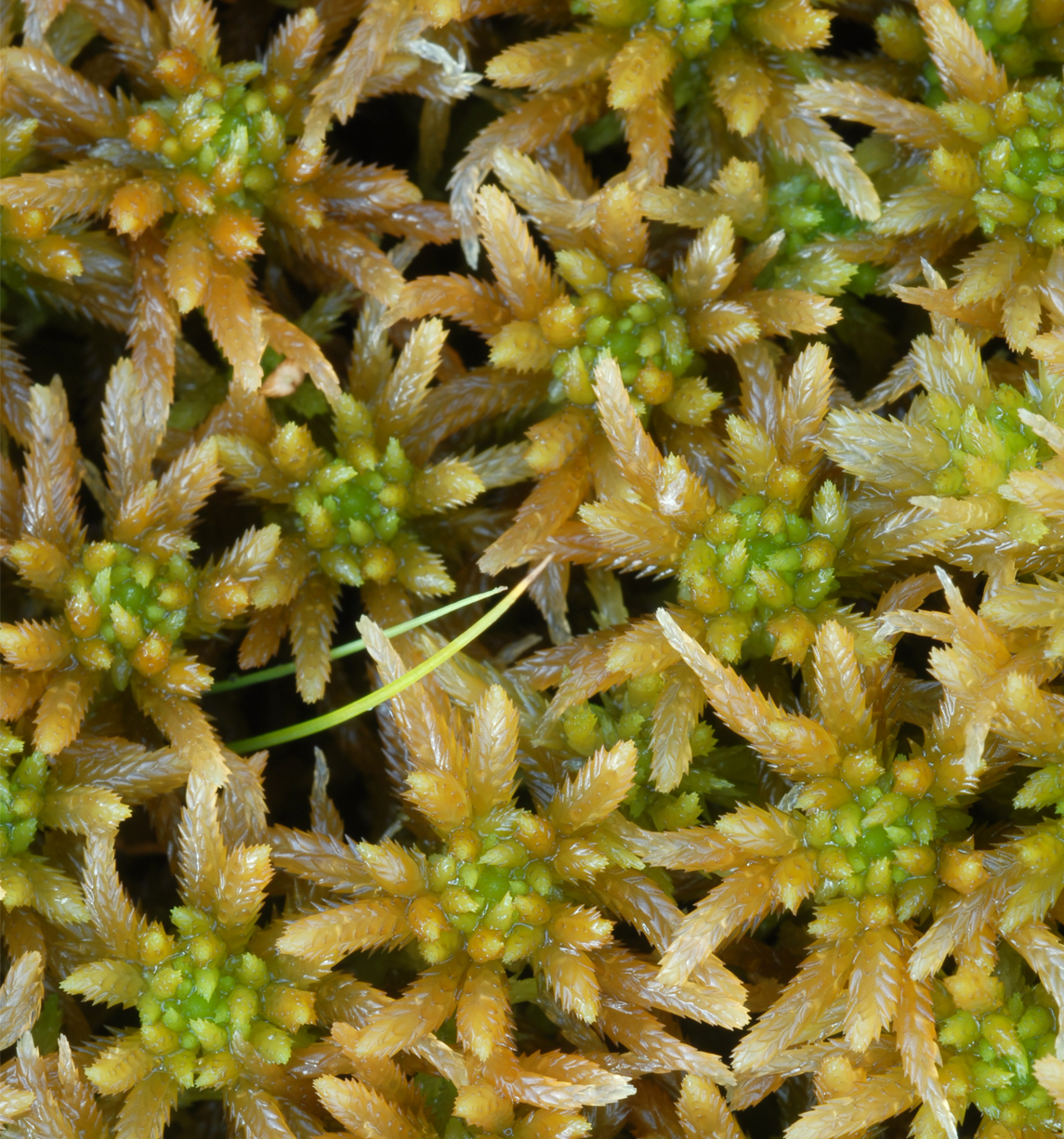 : Sphagnum (Cuspidata) pulchrum.