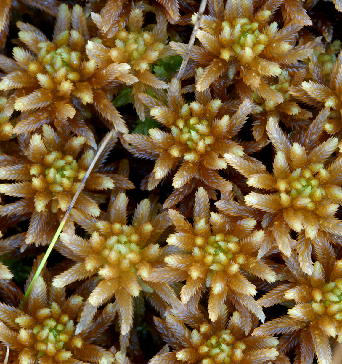 : Sphagnum (Cuspidata) pulchrum.