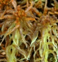 : Sphagnum jensenii.