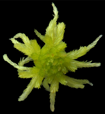 : Sphagnum (Cuspidata) fallax.