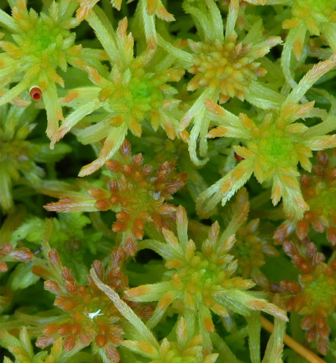 : Sphagnum (Cuspidata) fallax.