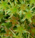 : Sphagnum fallax.