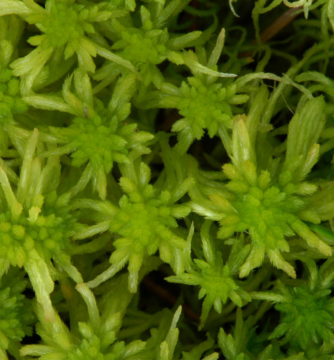 : Sphagnum (Cuspidata) fallax.