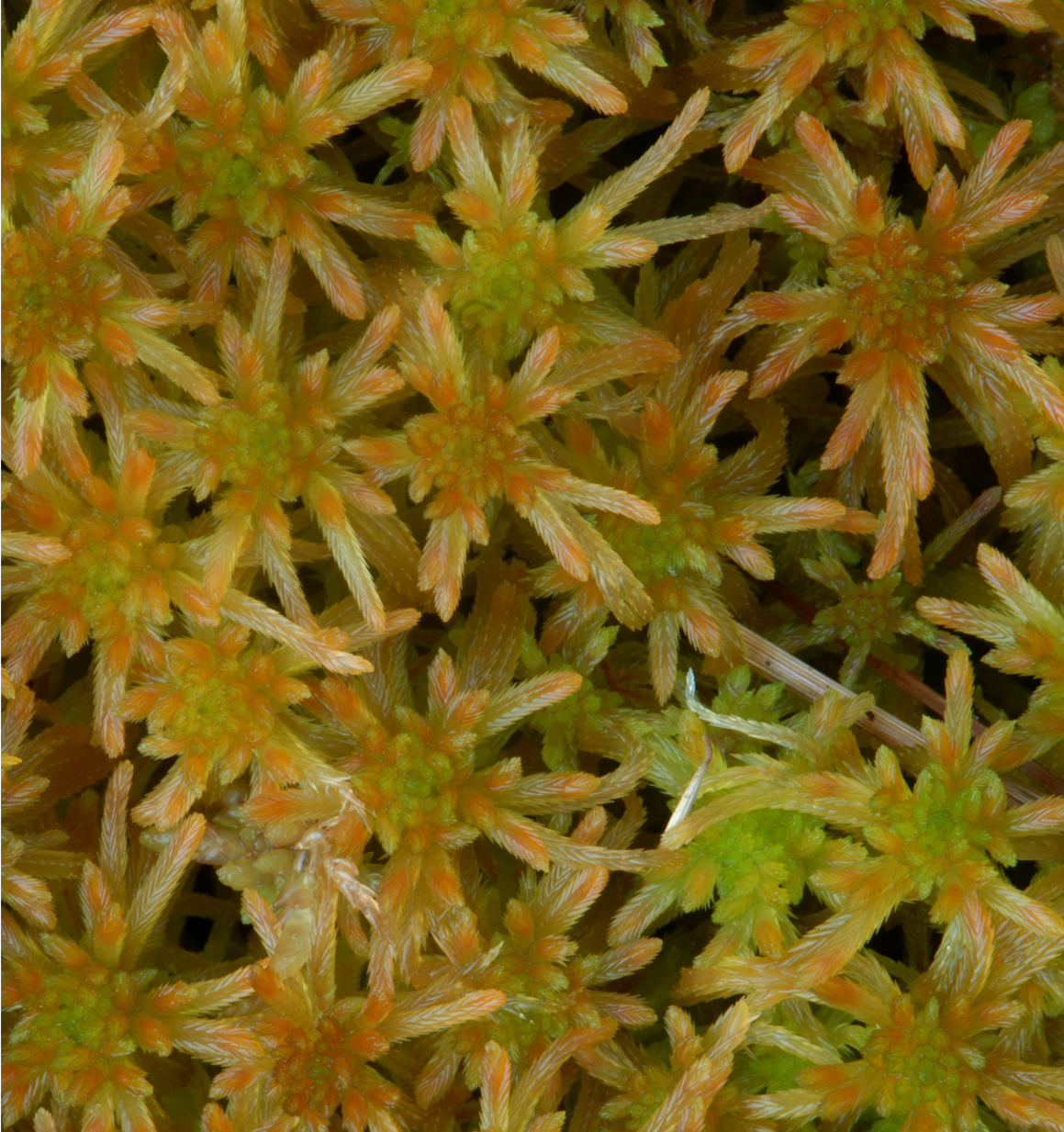 : Sphagnum (Cuspidata) fallax.