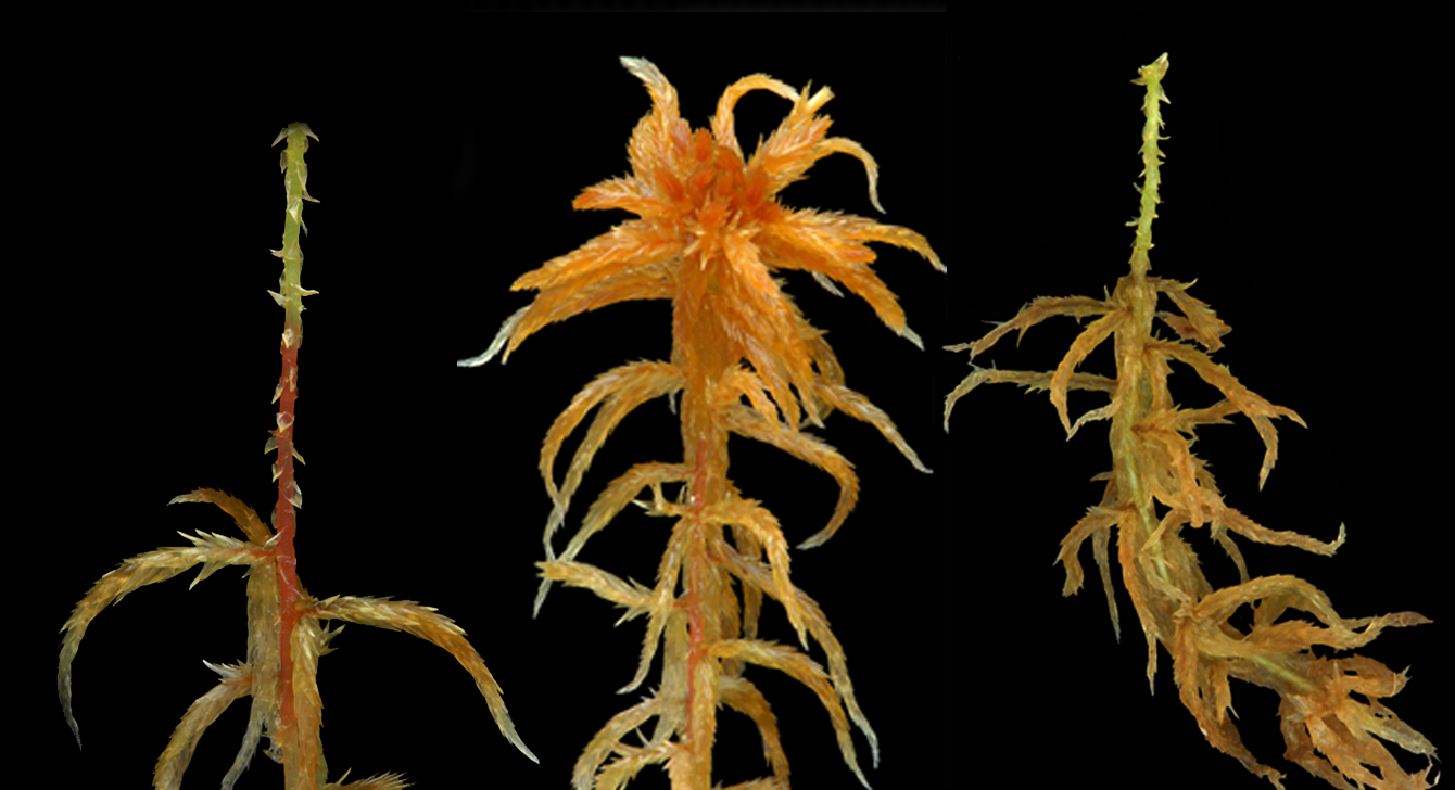 : Sphagnum (Cuspidata) balticum.