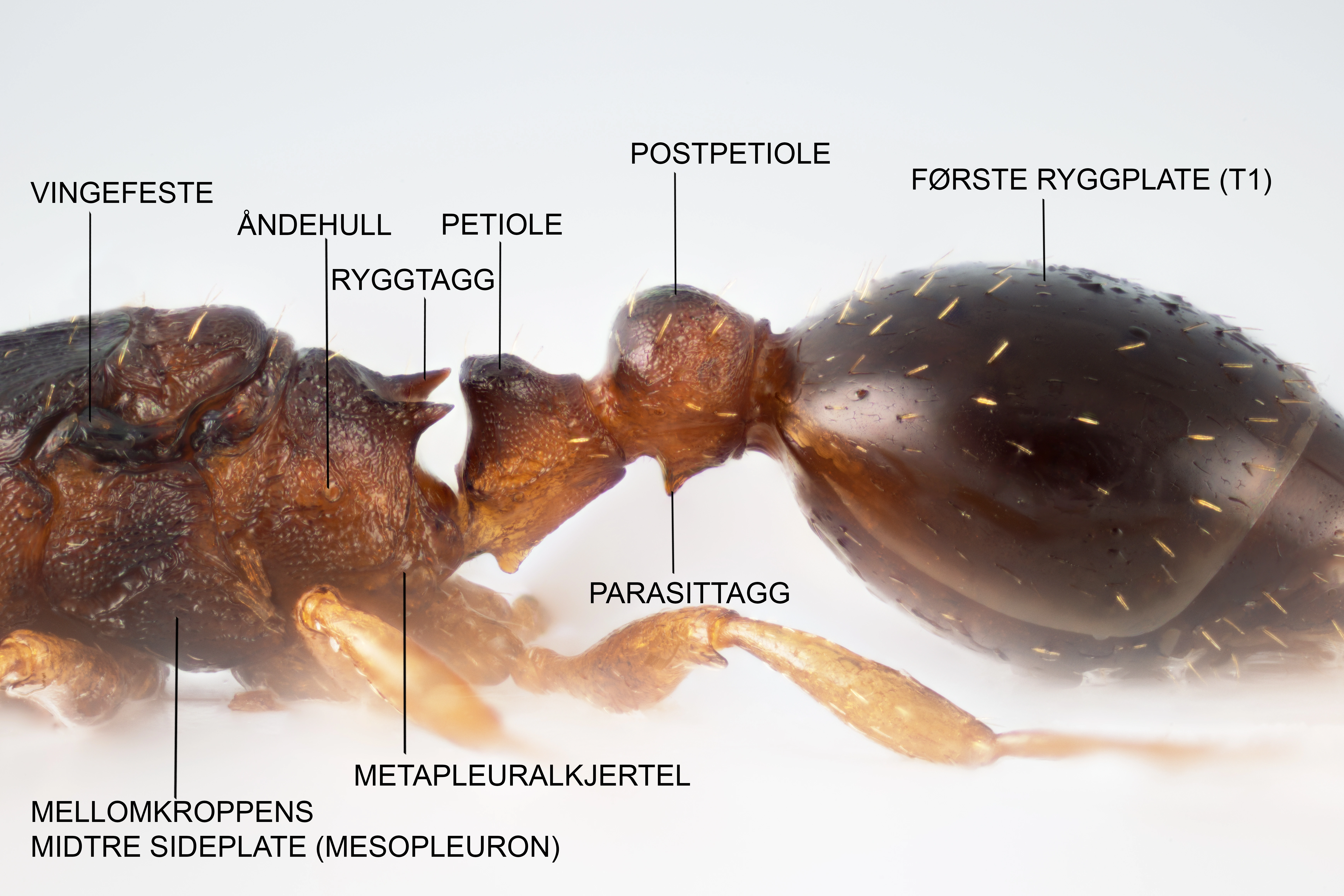 : Formicidae.