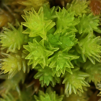 : Rigida. : Sphagnum (Rigida) strictum.