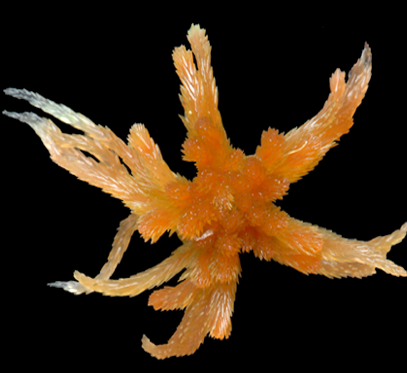 : Sphagnum (Cuspidata) angustifolium.